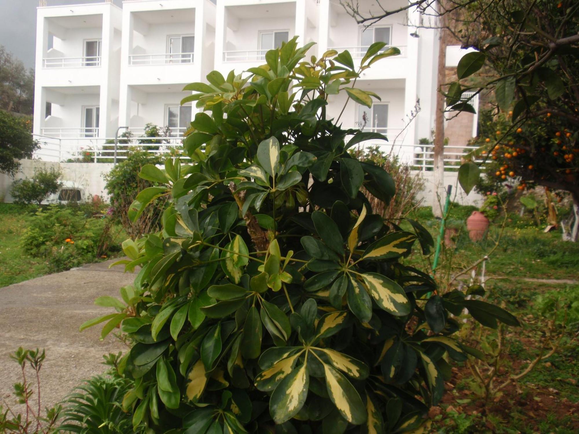 Antouan Matina Apartment Archangelos  Exterior photo